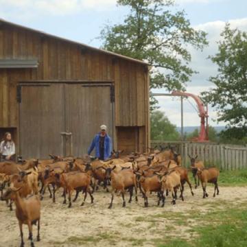 Visuel -L'abattoir idéal - chèvres